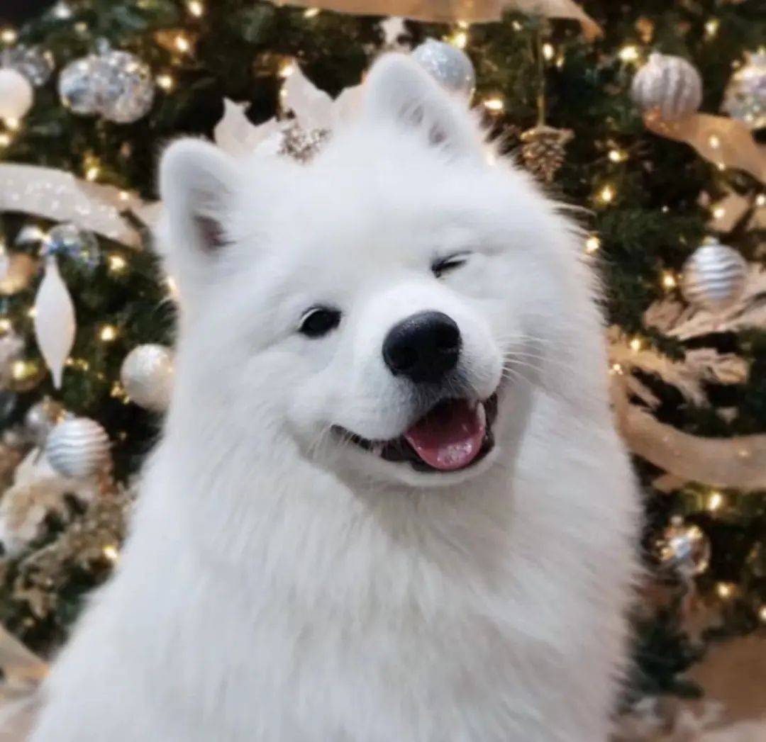 雪球_老公_孙子