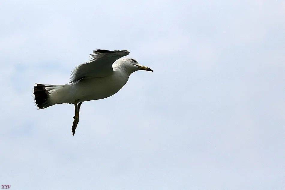 千姿百态的海鸥
