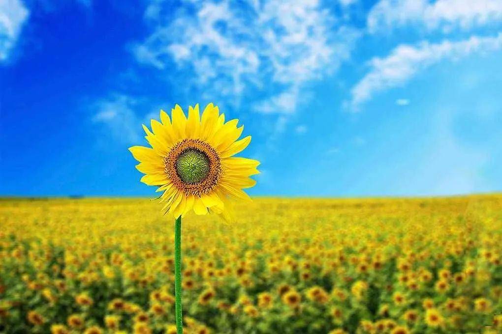 陈红朗诵心田上的百合花
