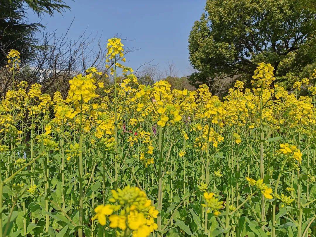 油菜花海来了宝山这些绝美观赏点一起来看