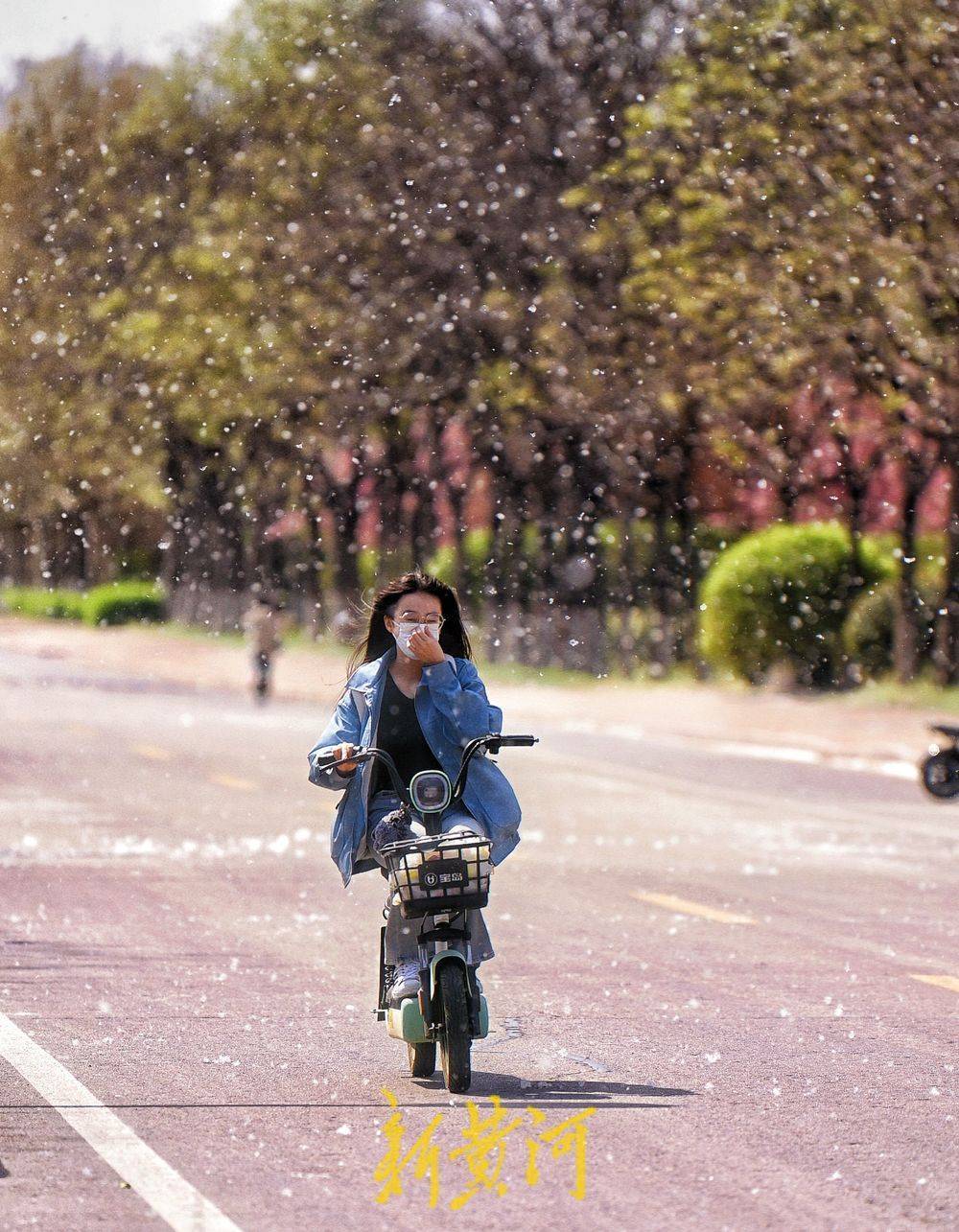 泉城进入杨柳絮高发期,犹如满天飞雪 | 新黄河镜相