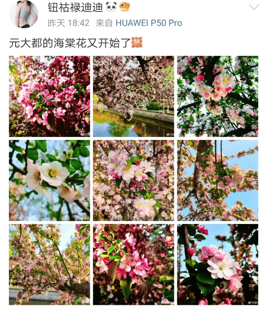 "花中神仙"之美誉的海棠(图源:图虫创意)近30个品种,5000余株金星海棠