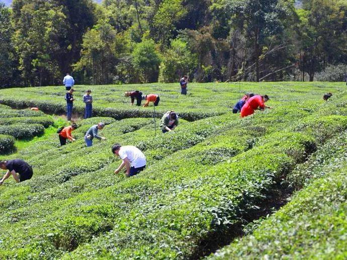 茶园_茶叶_周边