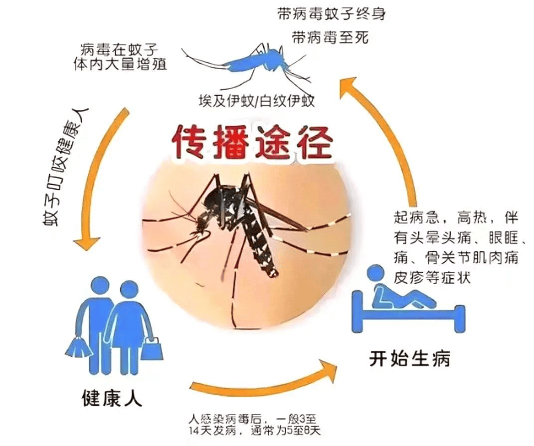 才可以通过叮咬将病毒传播给人