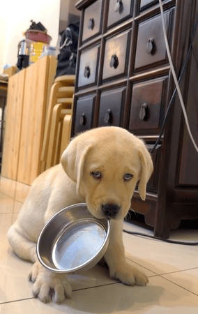 这表情,不知道的还以为它一天都没吃饭了呢!开饭了,我踏马吃吃吃!