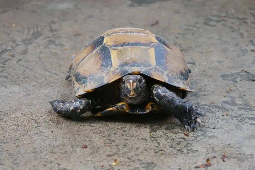 拍摄于河口县莲花滩乡凹甲陆龟国内分布于云南,广西,海南等地,国外