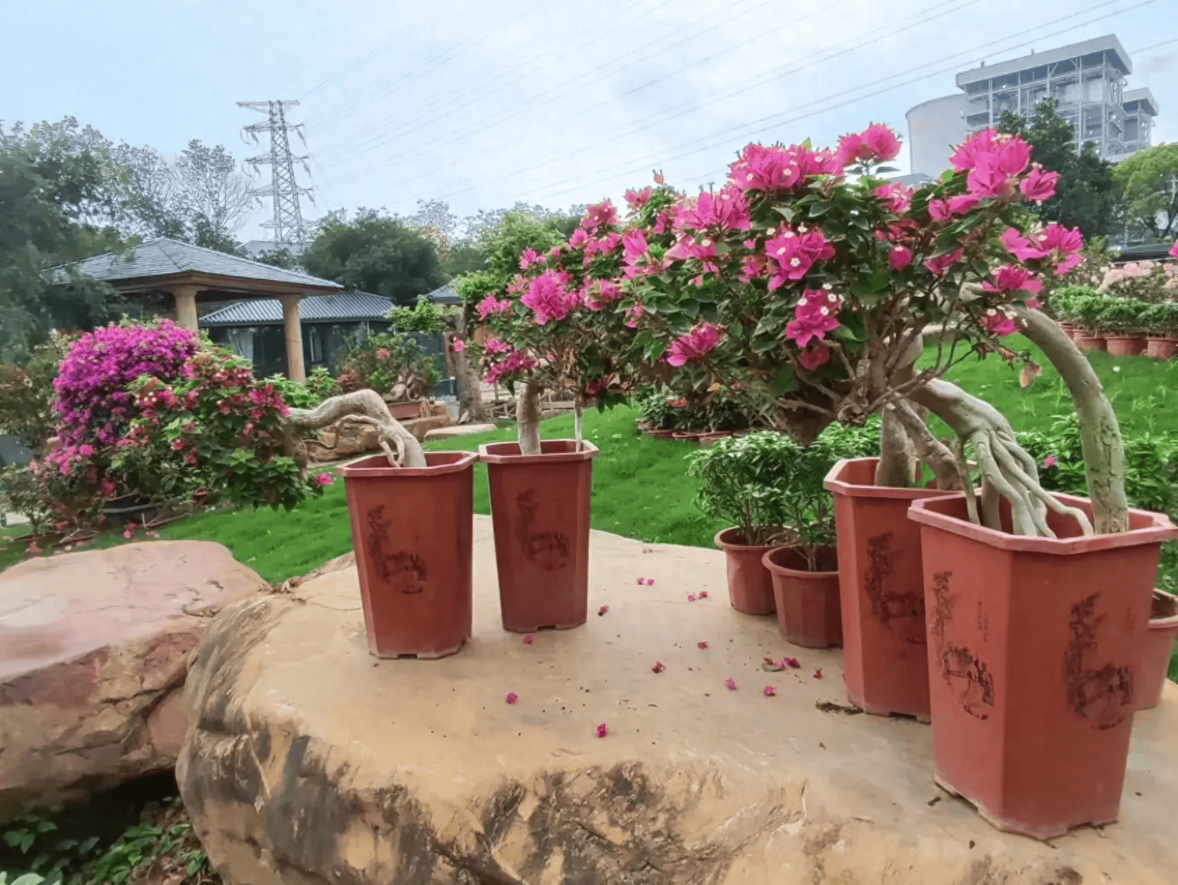 陈婷丨清清溪水(散文)_表姐_杨桃树_小溪