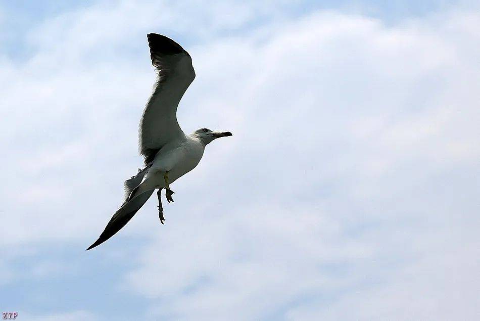 千姿百态的海鸥