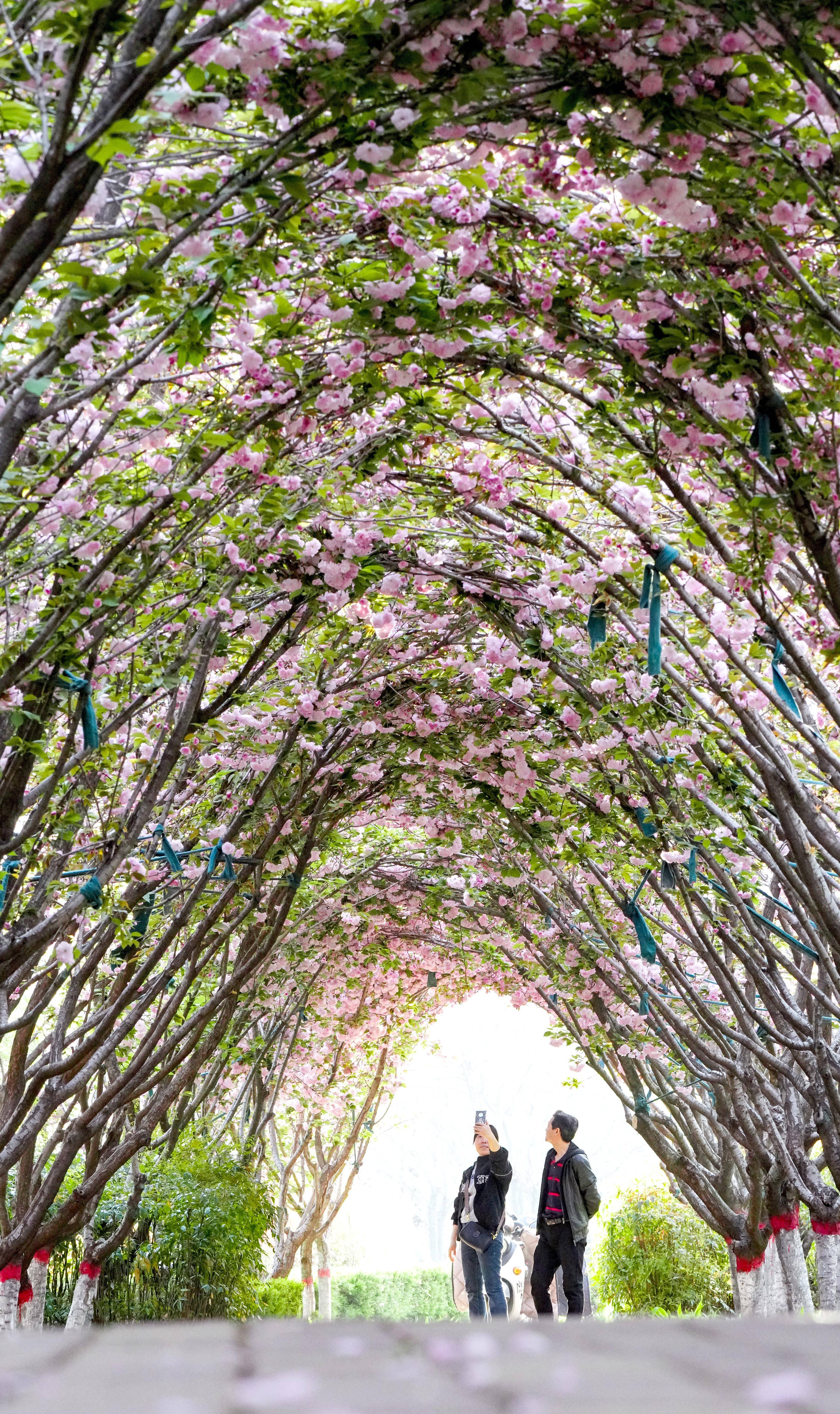 美翻啦郑州百米樱花长廊等你来打卡