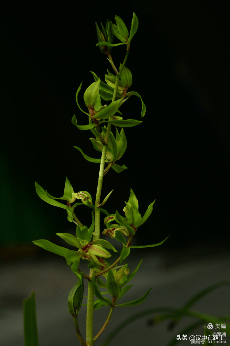 大饱眼福汉中大型兰花展开始啦就在市区