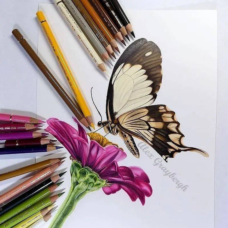 超细腻的动物彩铅手绘作品