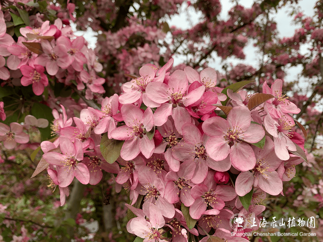 趣游佘山|时晴时雨,辰山海棠依旧_苹果_malus_植物