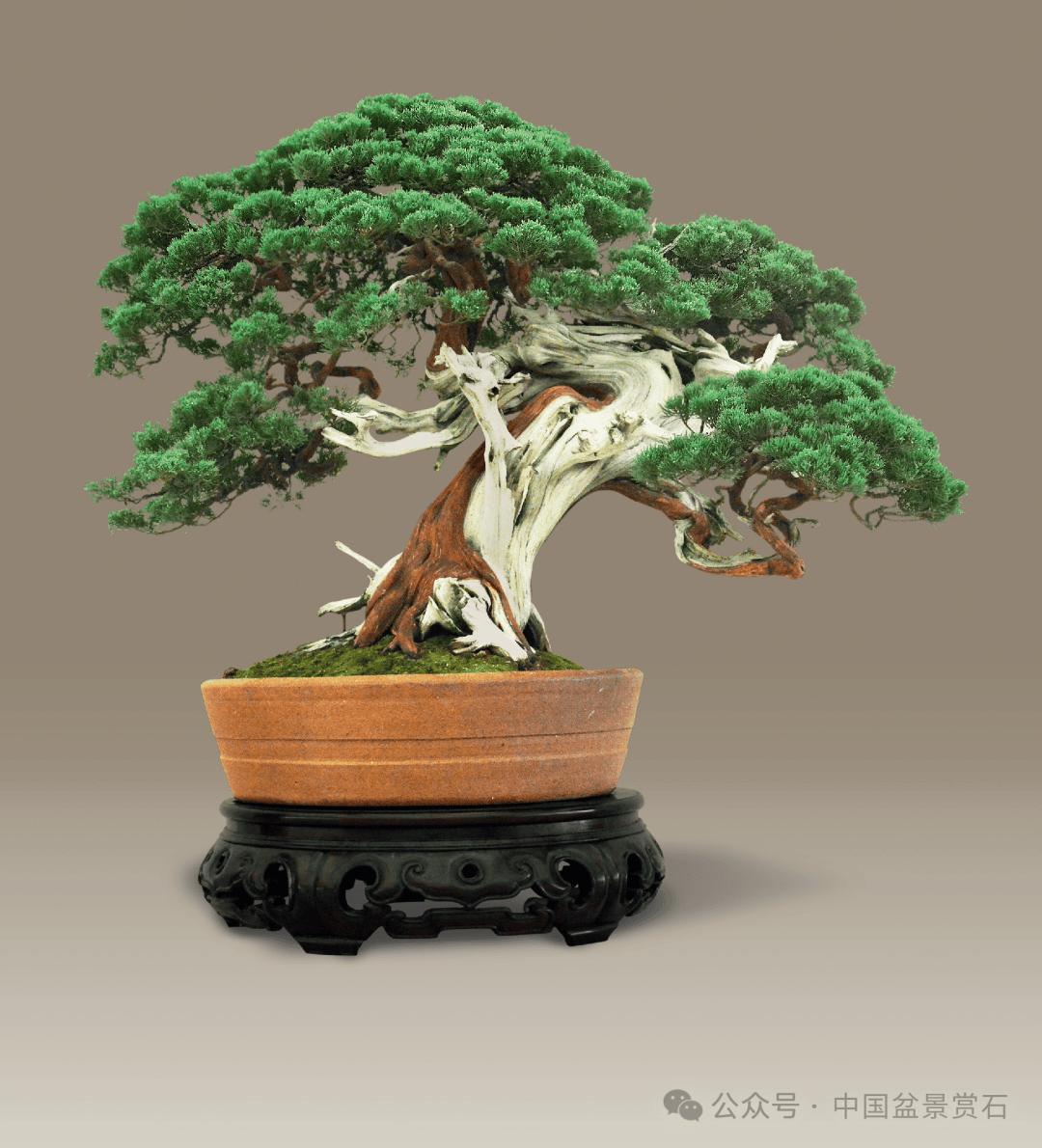 安徽省第五届盆景奇石精品展制作表演嘉宾阵容先睹为快!