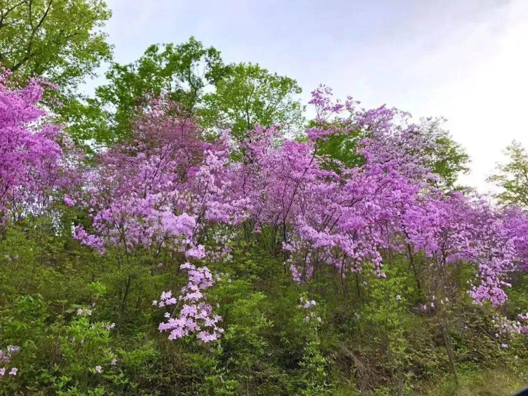 镇坪"杜鹃花节"来了!除了花海,还有……_活动_内容_镇坪县