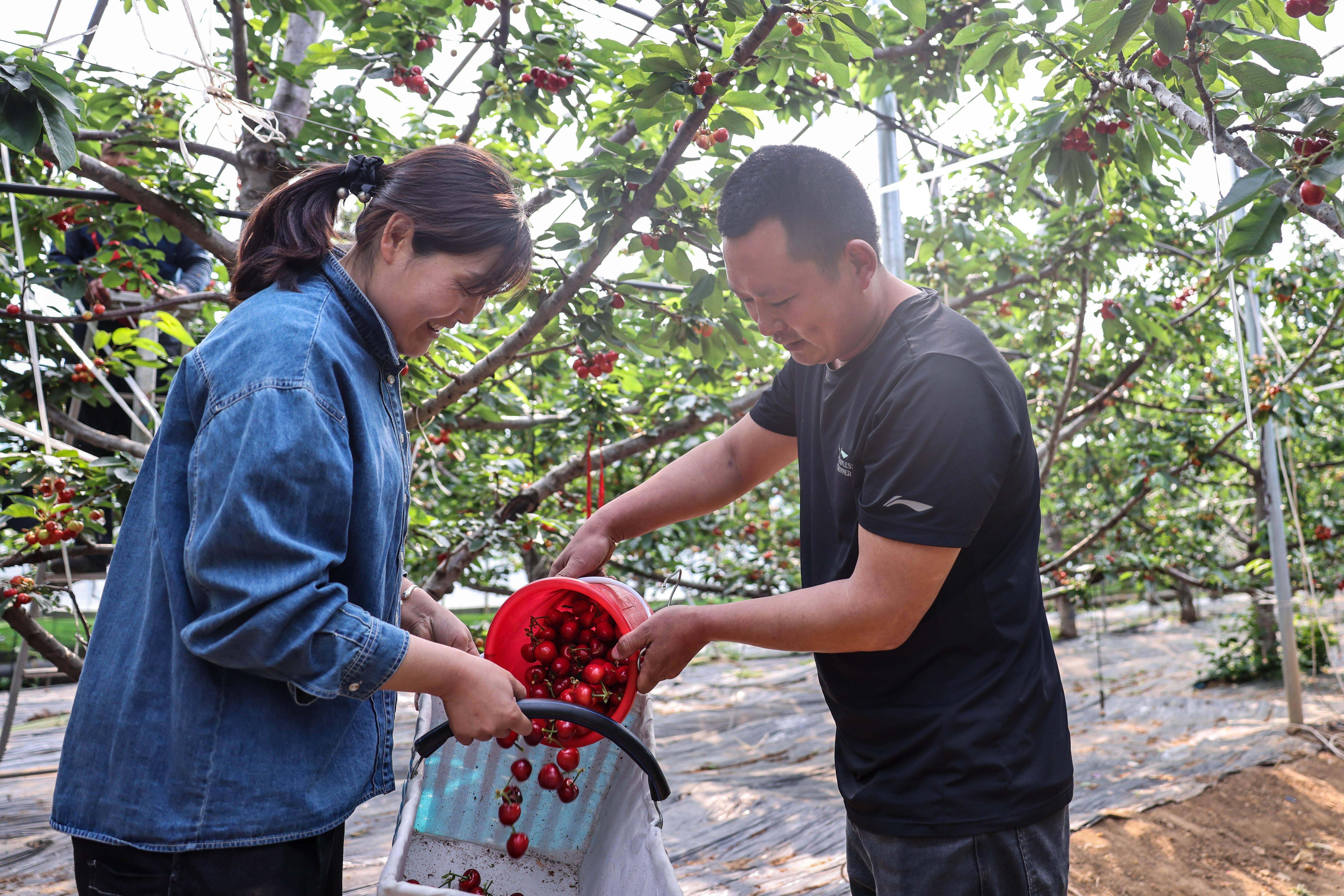 山东沂源:忙碌的"樱桃小镇"