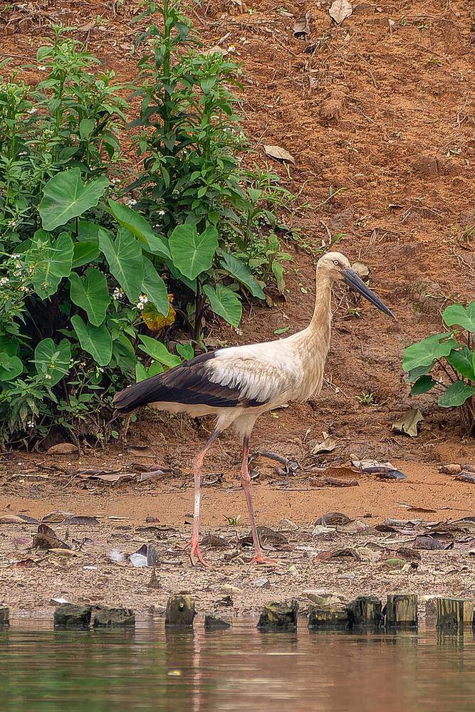 鸟中国宝东方白鹳现身广州海珠国家湿地公园