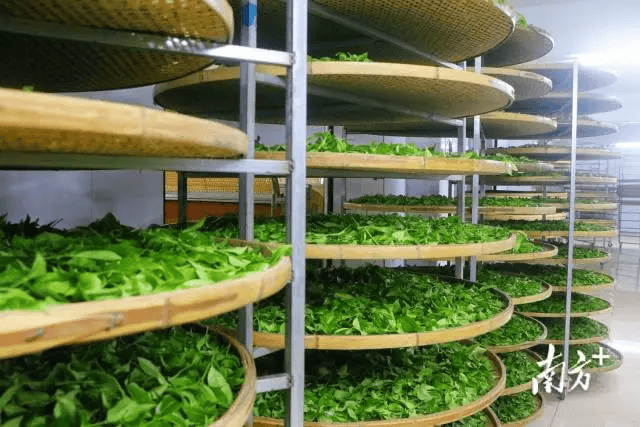 长寿之乡广西蒙山,福建柘荣,广东大埔春日茶园"上新"_茶叶_进行_西河