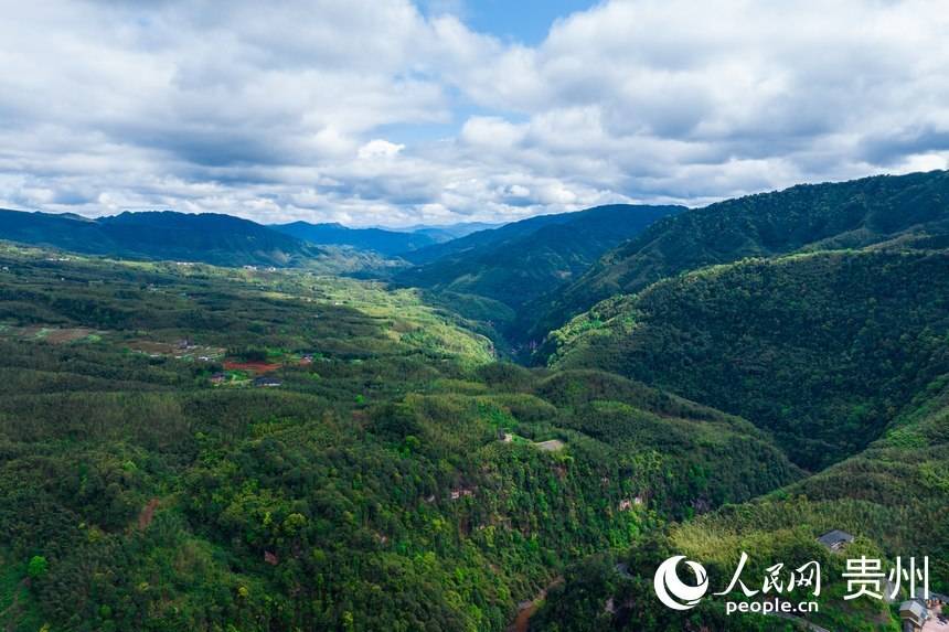 航拍贵州遵义赤水市两河口镇黎明村的万亩竹海.