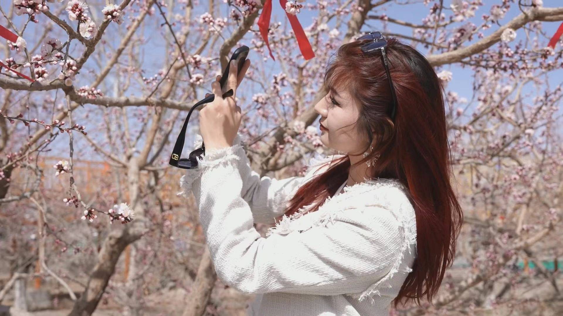 轮台:8万余亩杏花缤纷绽放 暖风春水惹人流连_乡村_游客_刘雨珊