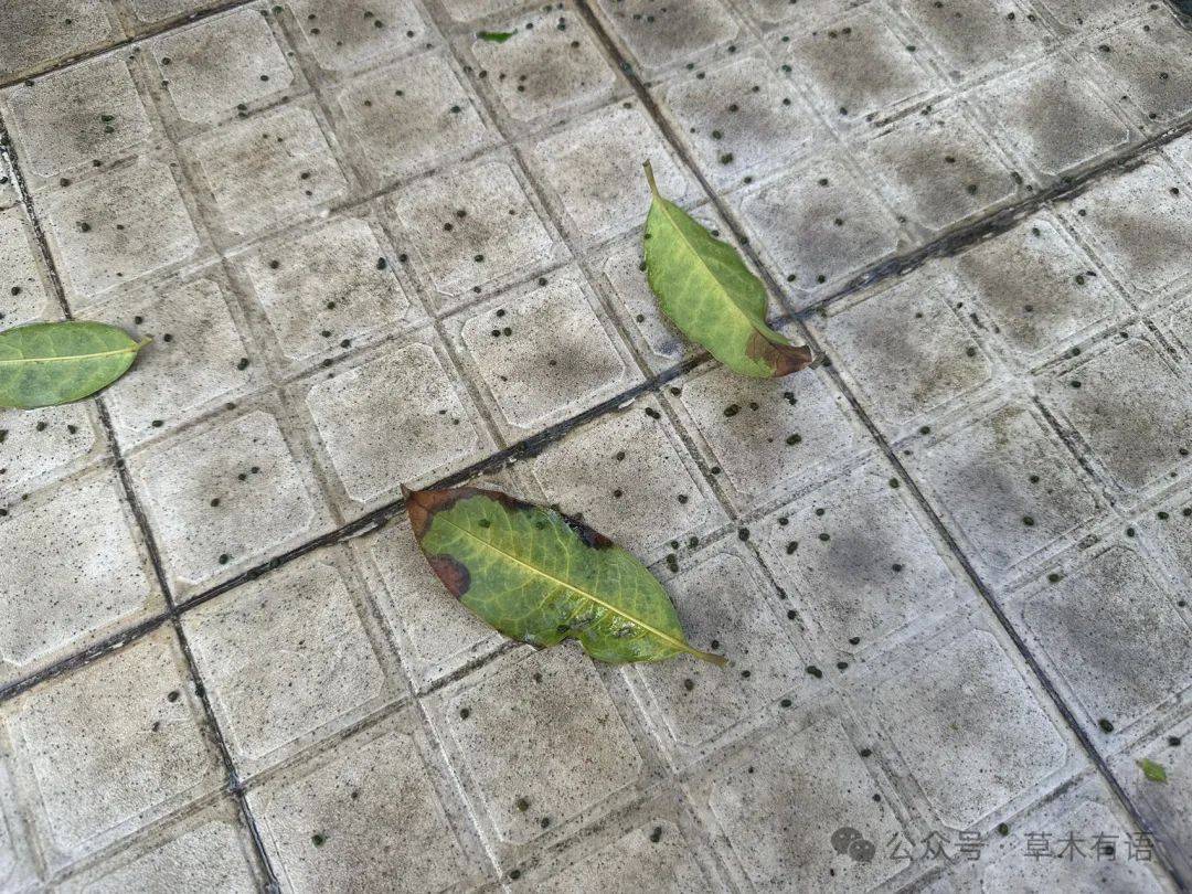 观察一棵树桂花13又发现了很多虫子