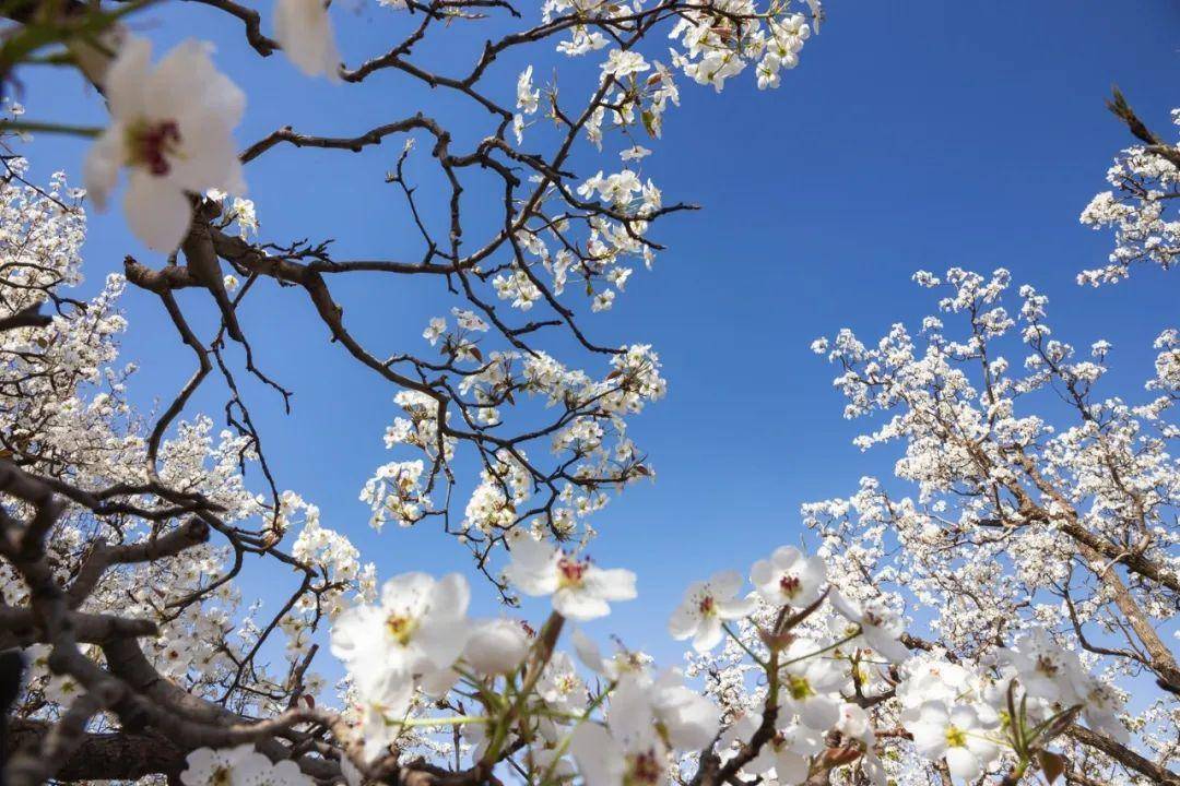 4月10日皋兰县2024年梨韵什川魅力皋兰梨花会暨重点项目推介会即将