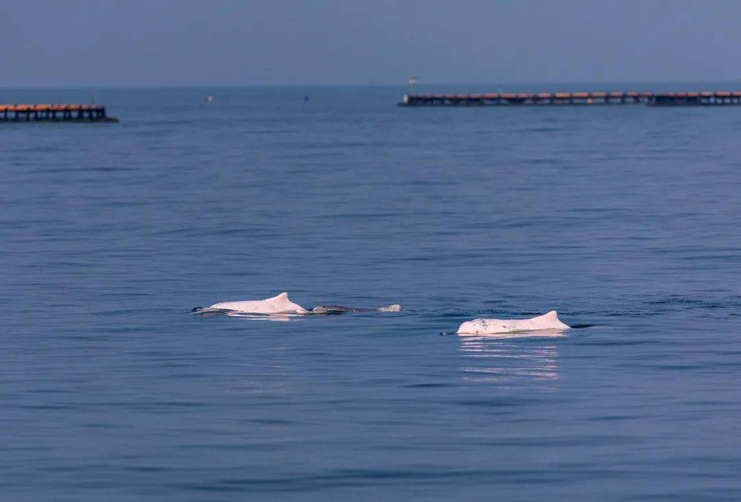 湛江雷州湾,一群白海豚游过海洋牧场.