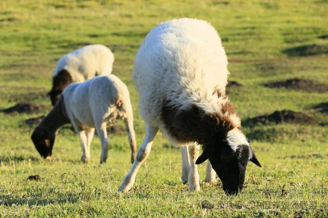 杜泊羊的5大优点和2大缺点