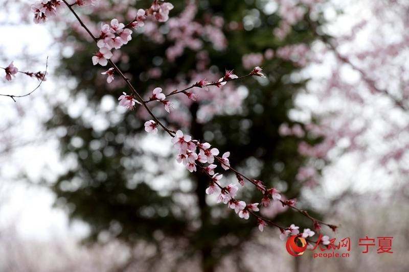 宁夏彭阳县又到山花烂漫时