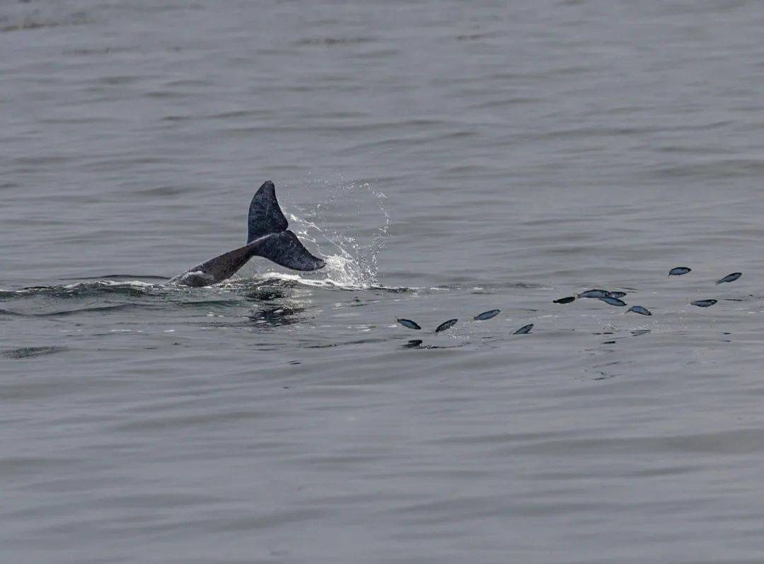美妙与湛江中华白海豚的完美邂逅