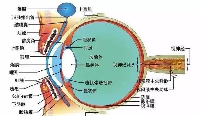 眼睛近视分析图图片