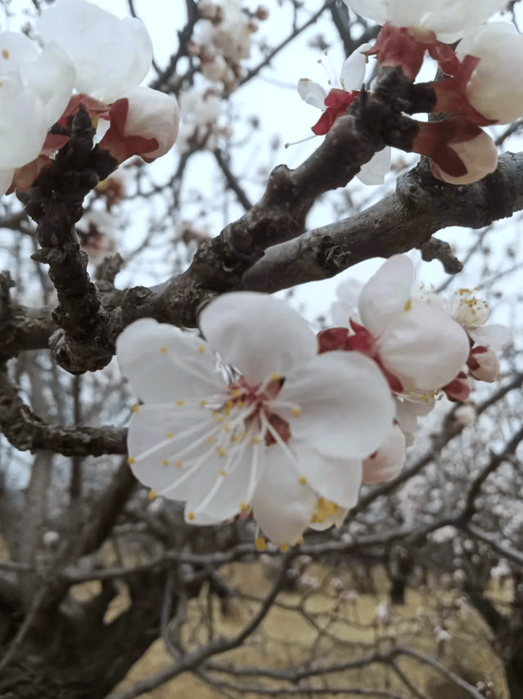 云中河,是一个有山有水有美景的村落,村民以种植大田农业和林果业为主
