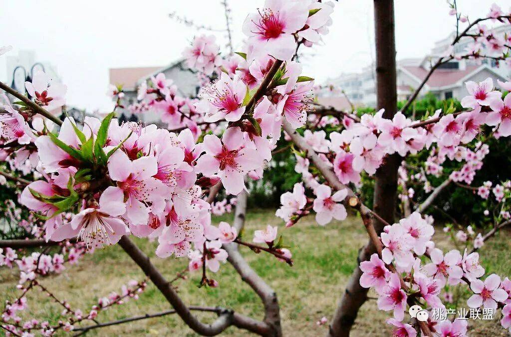 今年桃树该不该疏花?