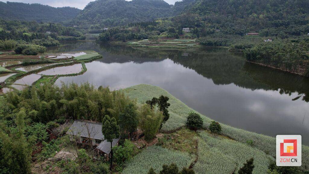 永年镇组织党员志愿者进村抢栽巨黄竹保障村集体经济发展