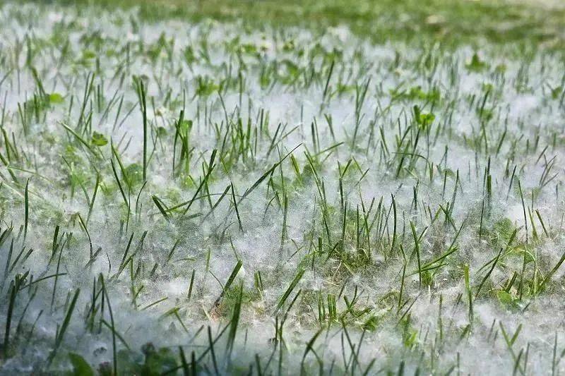 近期,随着天气回暖,杨柳树的飞絮也开始随风飘散,一年一度的飞絮季又