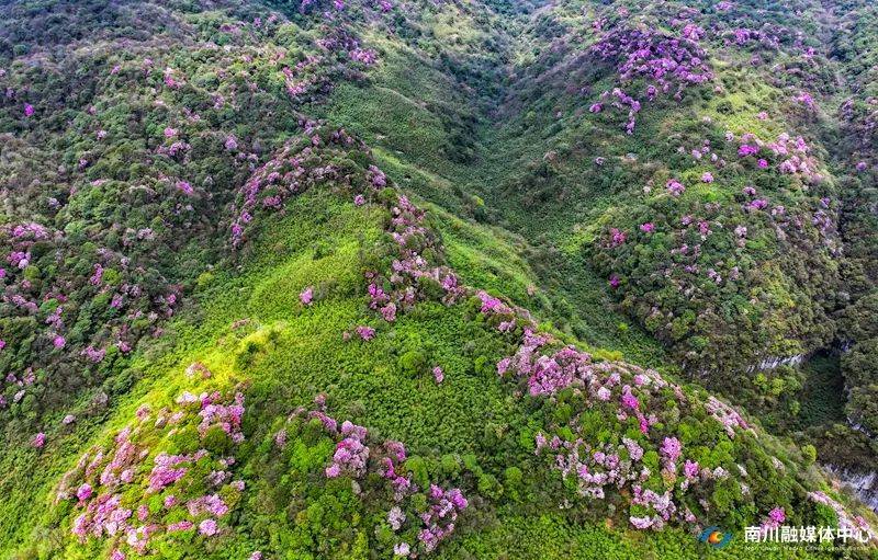 金佛山上杜鹃花开啦赶紧出发