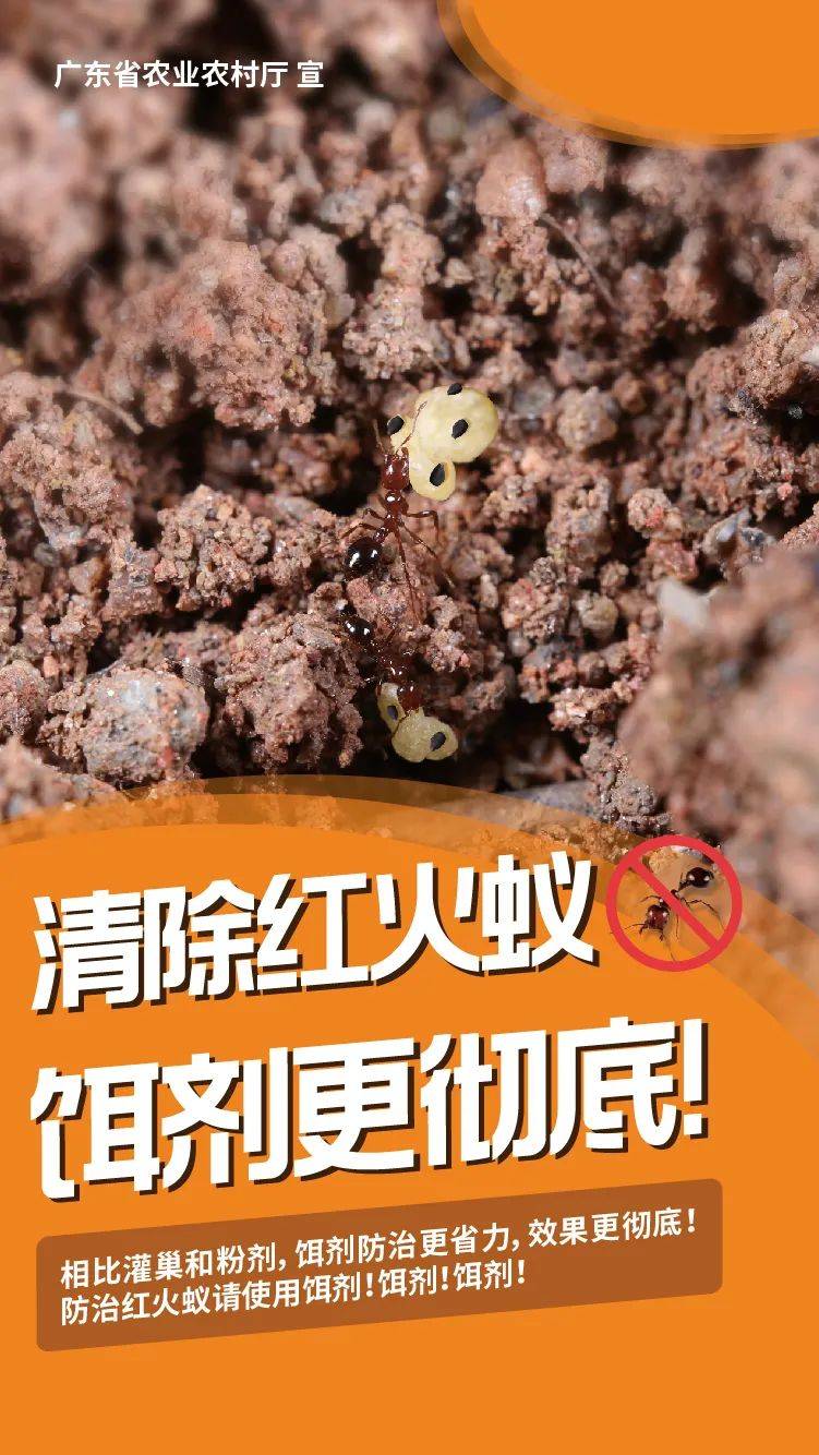 事关红火蚁防控佛山召开现场会部署再落实