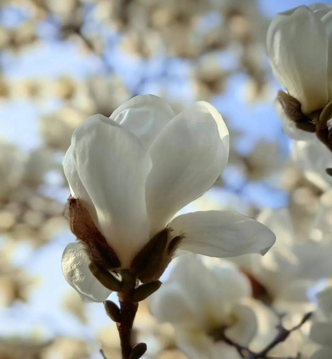 大连生物多样性之美丨春赏百花一玉兰花