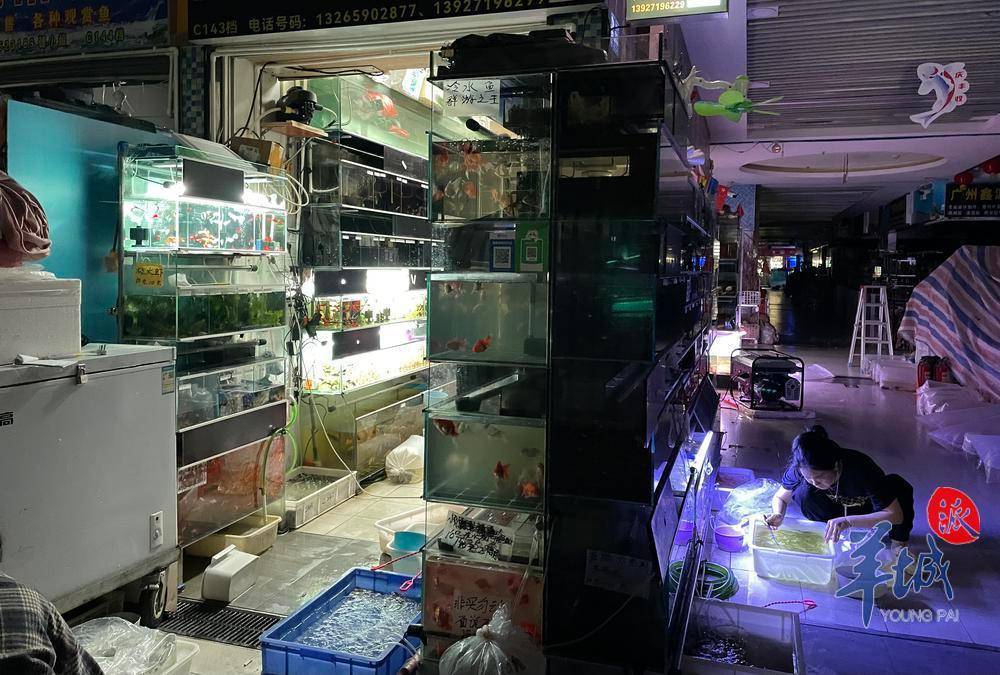 记者在走访期间看到,多位原本在地摊活体区经营批发观赏鱼的档主,将鱼
