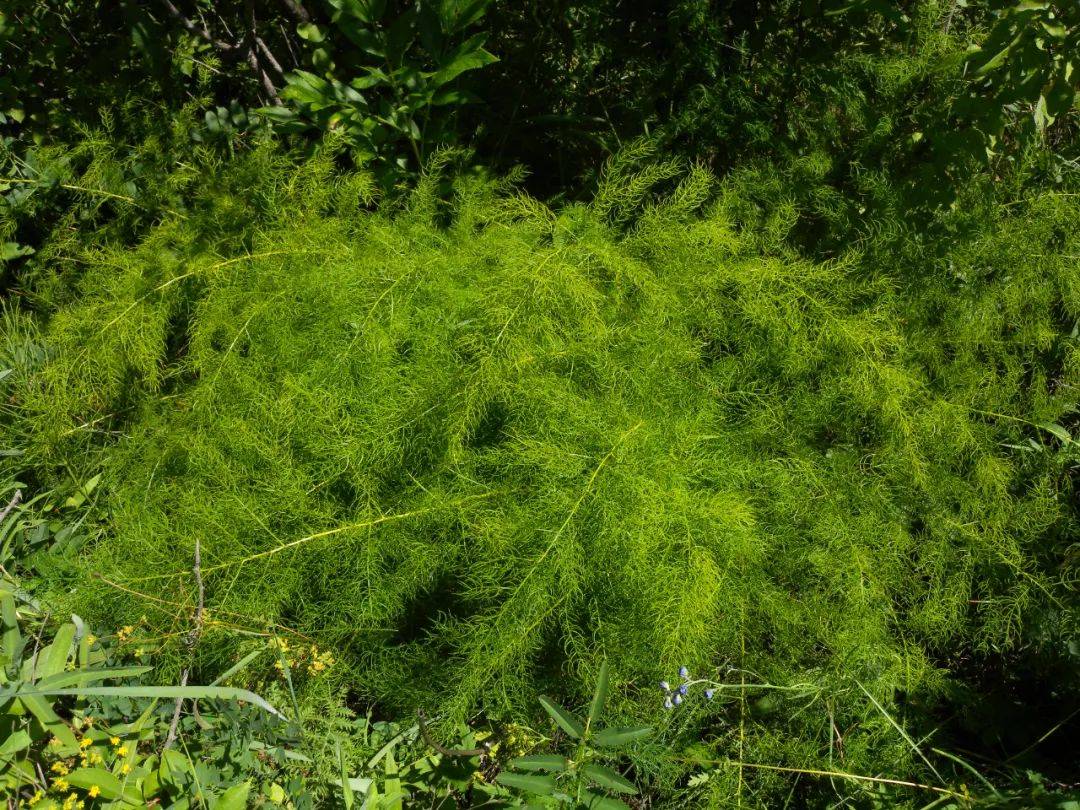 知力君带你探秘植物界的龙世界