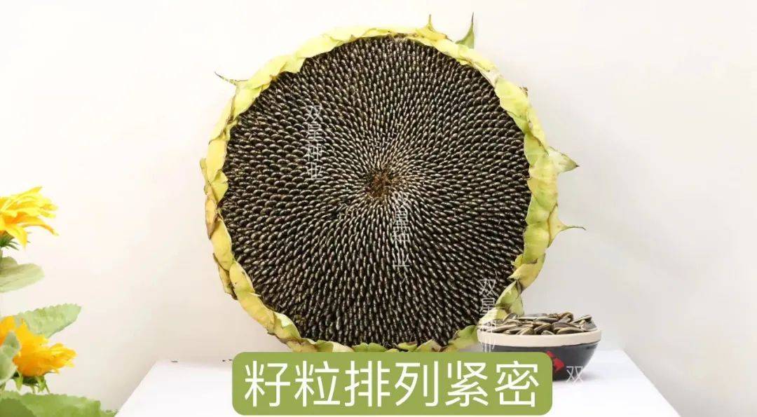 双星11号食葵品种