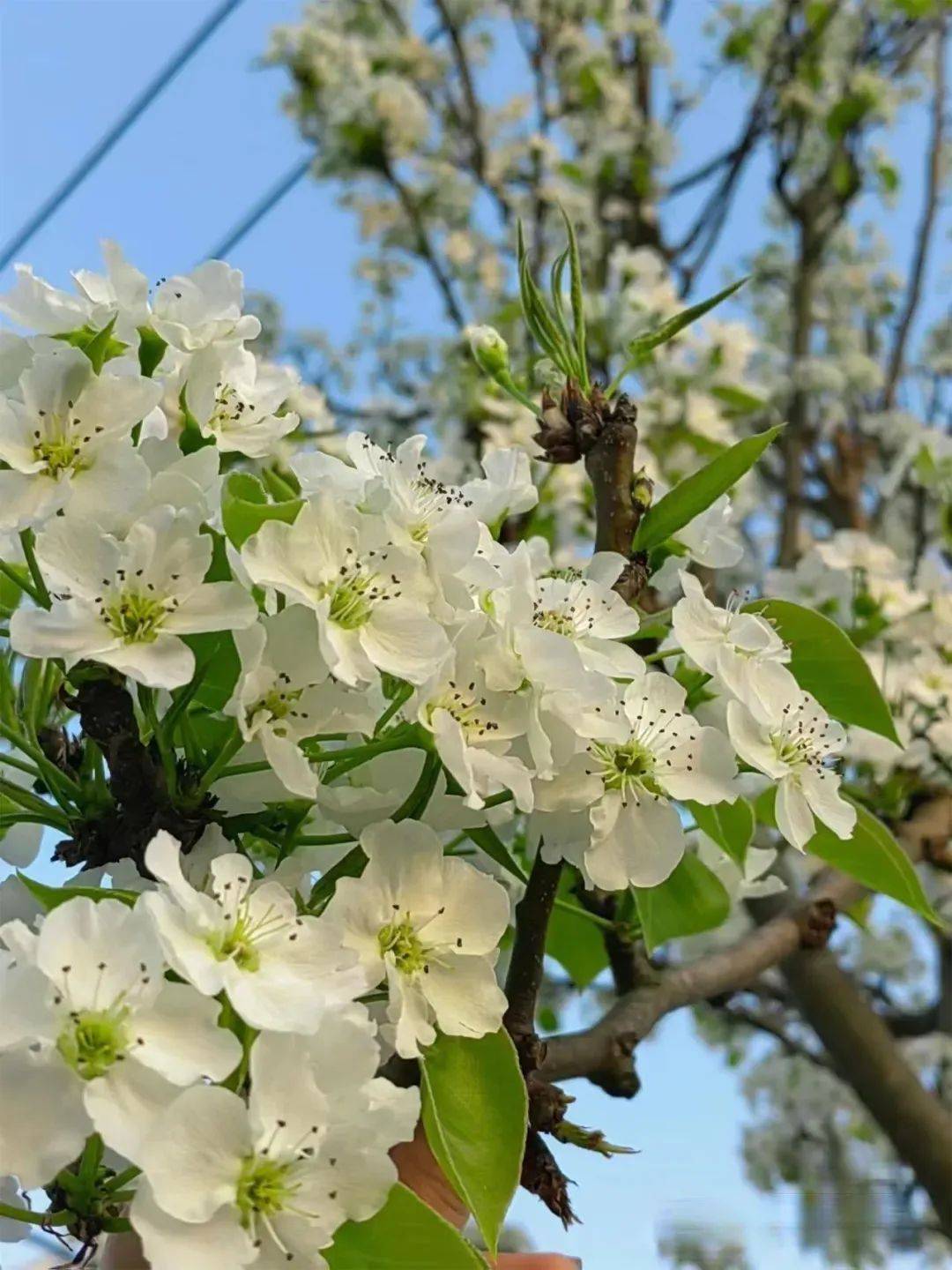 描写春天的花图片