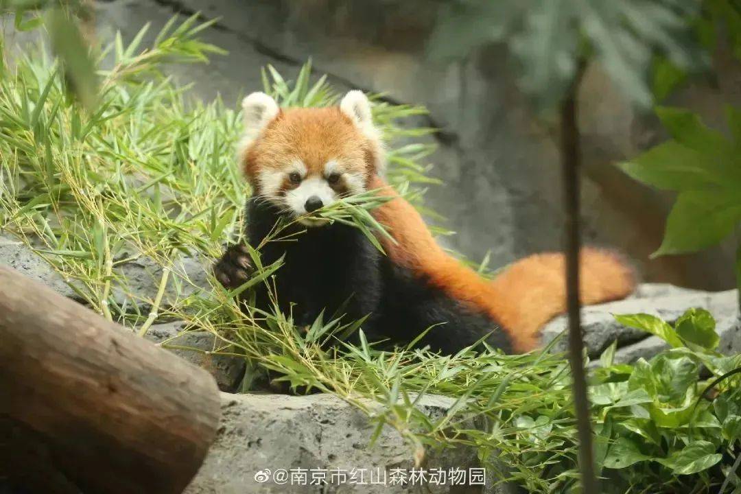 客流量堪比迪士尼江苏的这座动物园为何能让游客如此疯狂