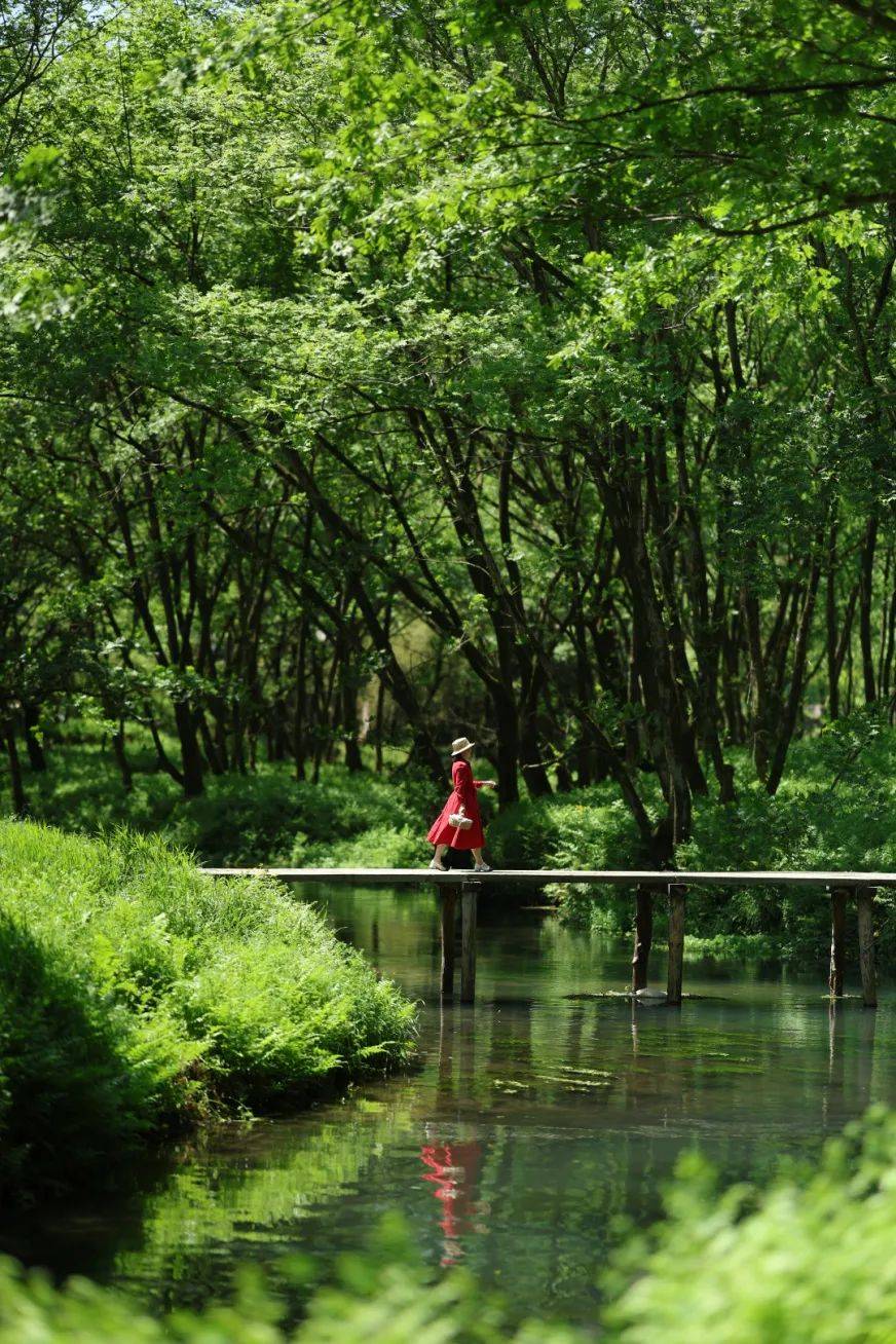 春风又绿「楠溪」岸,绿野寻踪季开始了～_森林_枫林镇_二桥