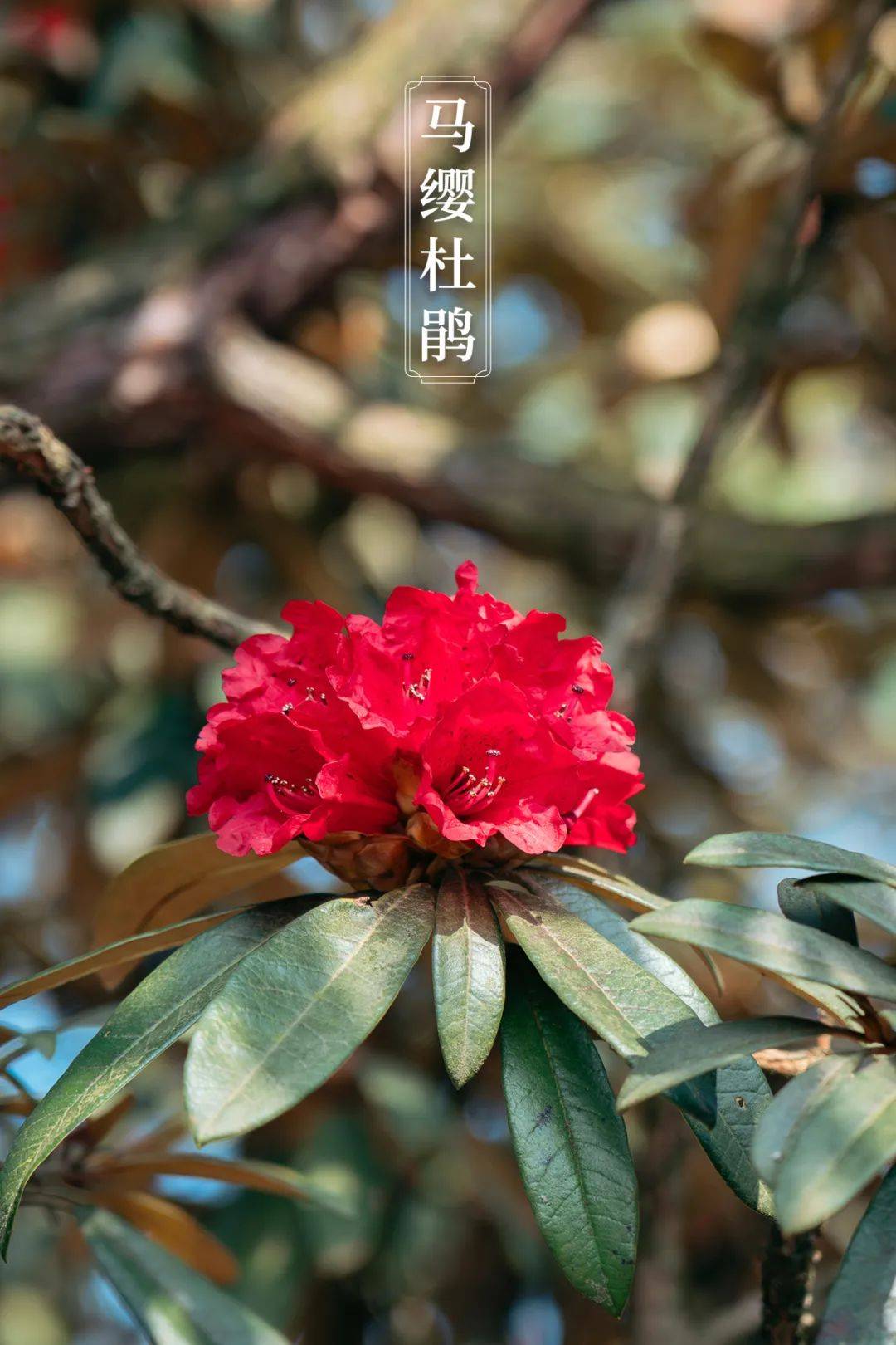 世界最大樱花园百里杜鹃贵州的春天有多撩人