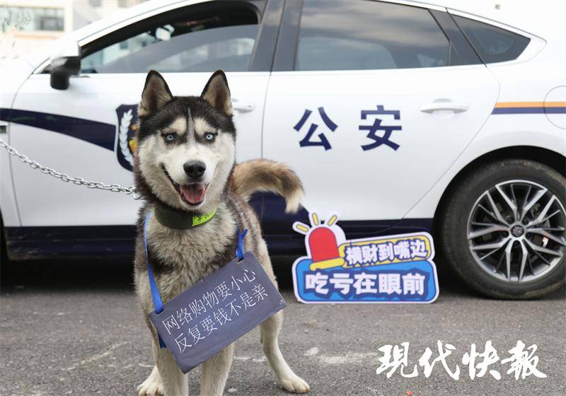派出所不养"闲汪",迷路哈士奇成"反诈工作犬"_周家明