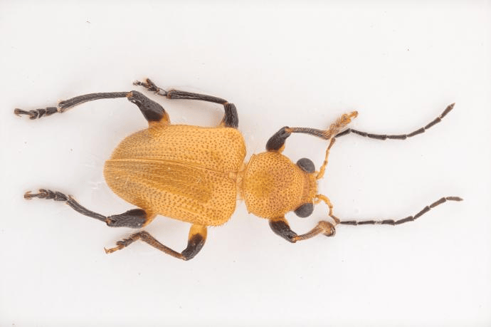 栗厚缘肖叶甲  aoria nucea 受访者供图【整理