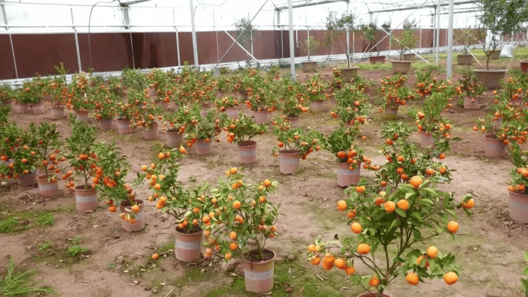南丰科技赋能优品种助推蜜桔产业提质增效