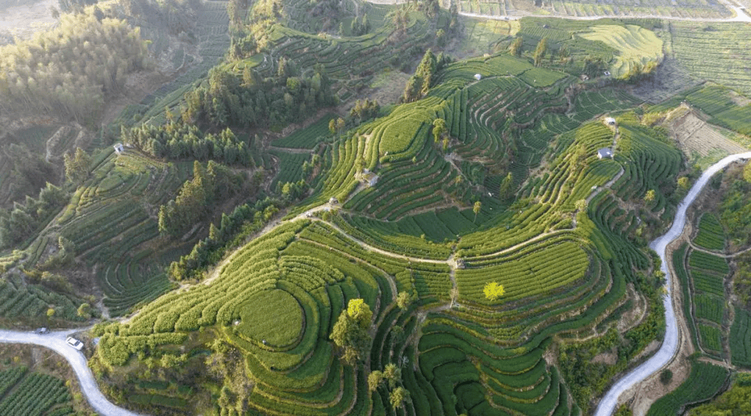 长寿之乡福建柘荣:乍洋乡:绿叶变"金叶" 让好日子飘香_茶叶_发展_茶园