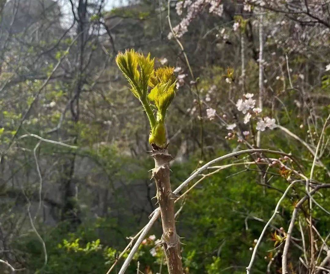 图 巡山矩阵采摘下的老虎芽用开水烫过并经凉水浸泡后,沥水凉拌或蘸酱