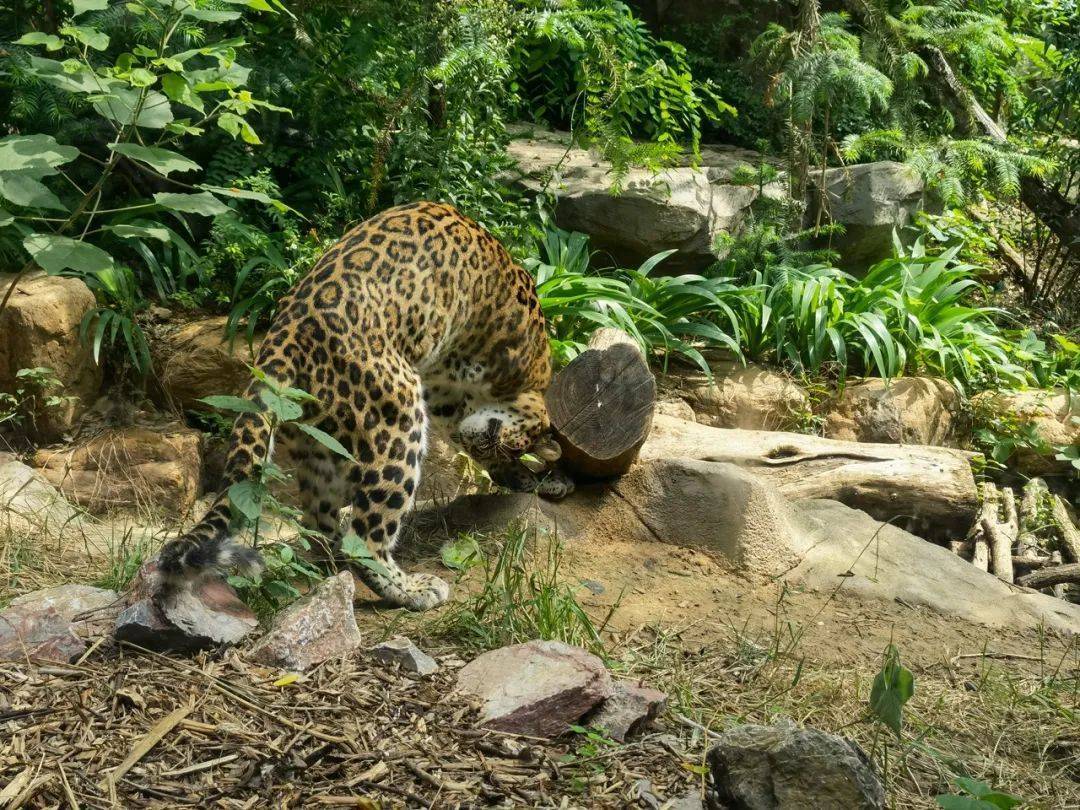 这座动物园为何能成顶流?_刘媛媛_红山_豹子